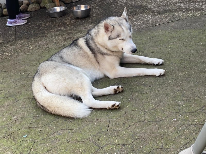 Reinrassiger Siberian Husky Rüden