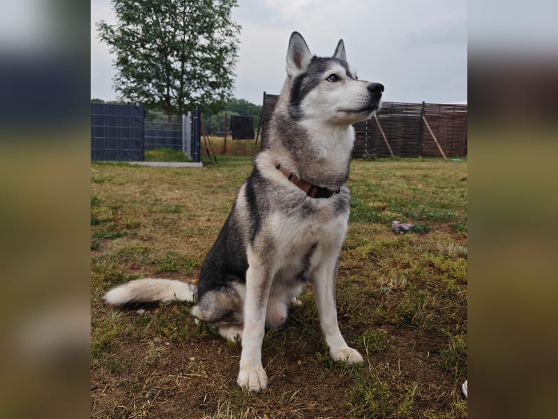 Husky - Rüde sucht neues Zuhause