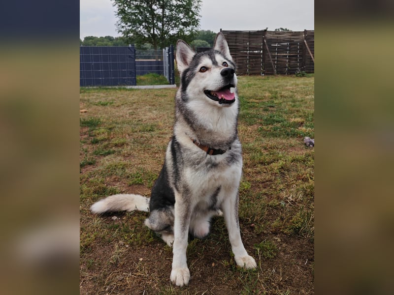 Husky - Rüde sucht neues Zuhause
