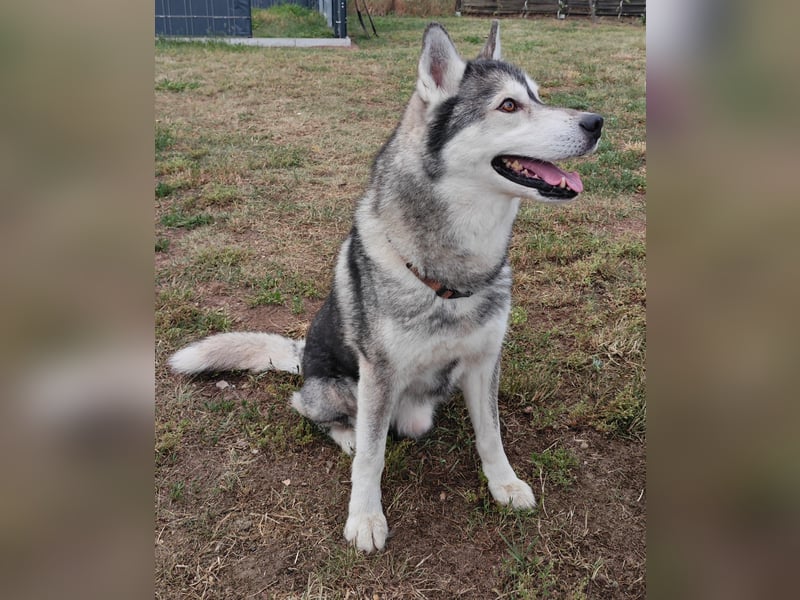Husky - Rüde sucht neues Zuhause