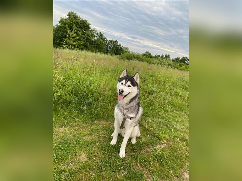 Bady, Siberian Husky