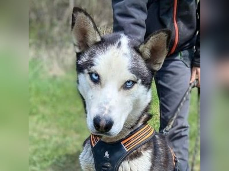 Navaro,Husky Mischling