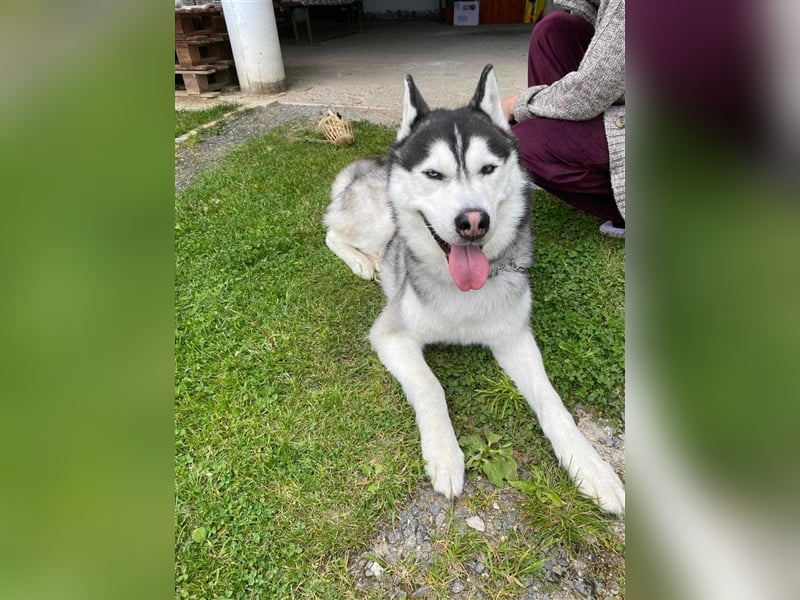 Bady, Siberian Husky