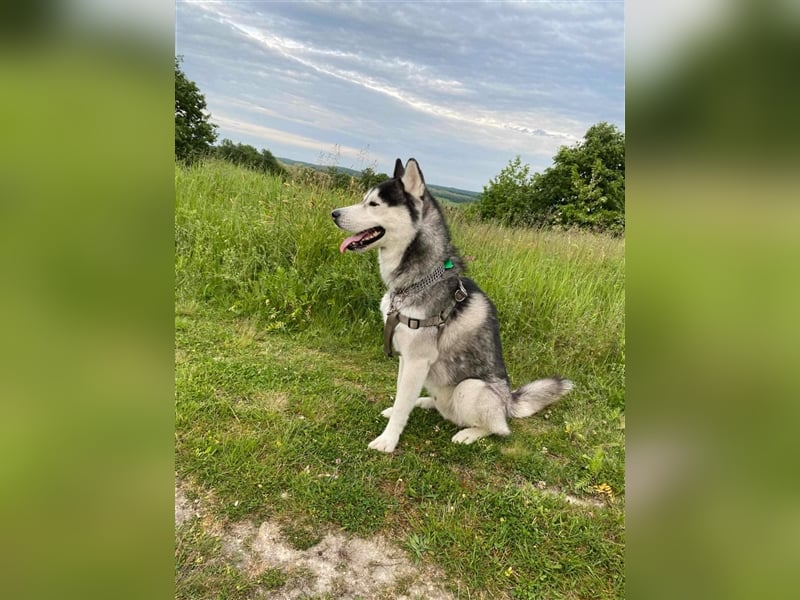 Bady, Siberian Husky