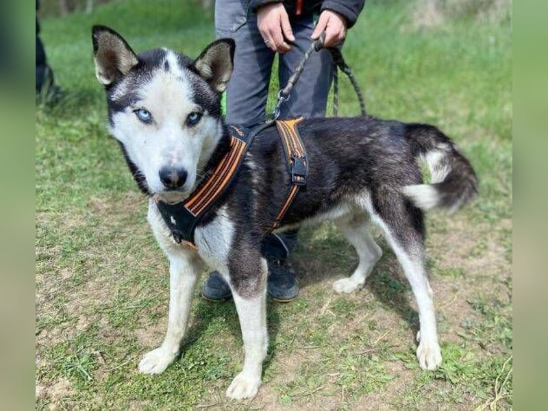 Navaro,Husky Mischling