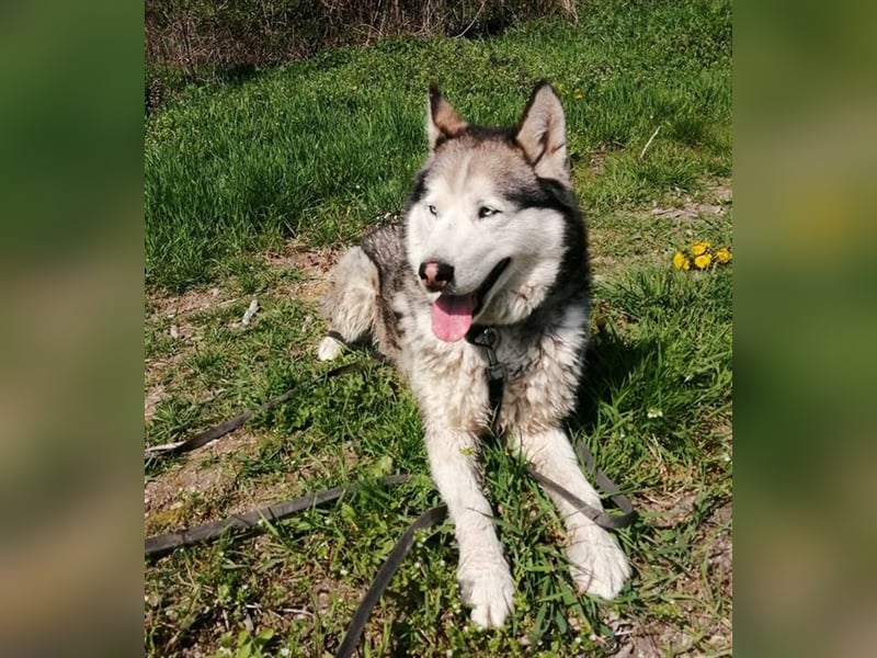 Ziggy, Husky