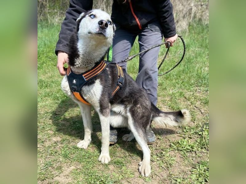 Navaro,Husky Mischling