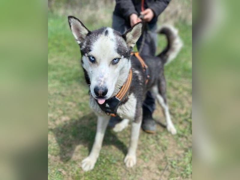 Navaro,Husky Mischling