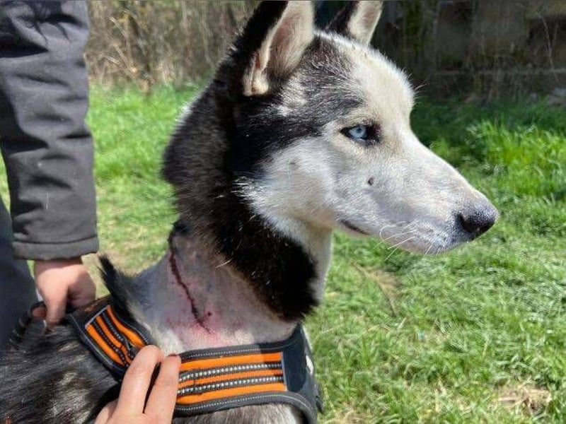 Navaro,Husky Mischling
