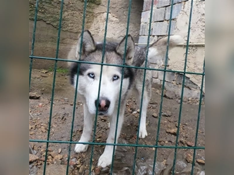 Ziggy, Husky