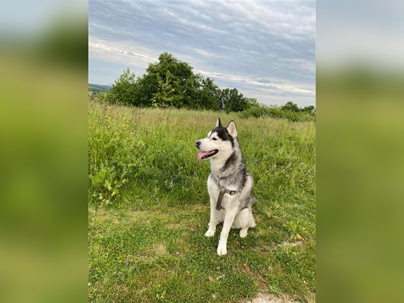 Bady, Siberian Husky