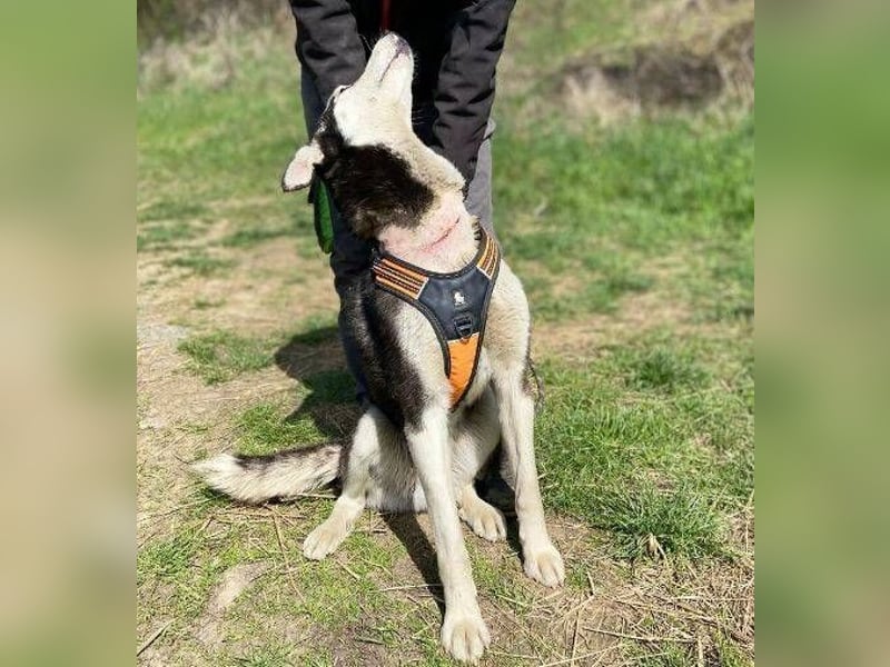 Navaro,Husky Mischling