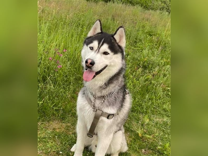 Bady, Siberian Husky