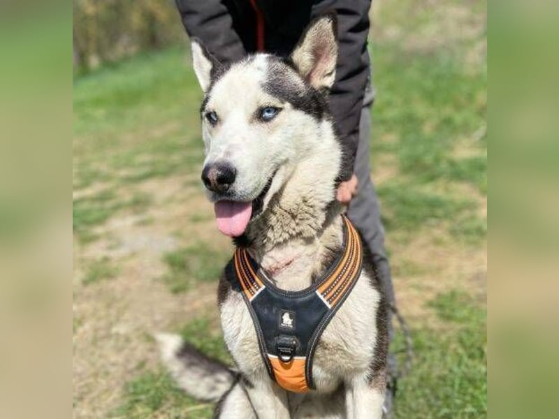 Navaro,Husky Mischling