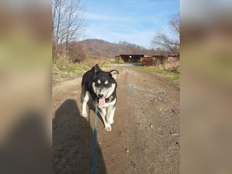 Thor, Huskymischlingsrüde sucht eigenen Wirkungskreis