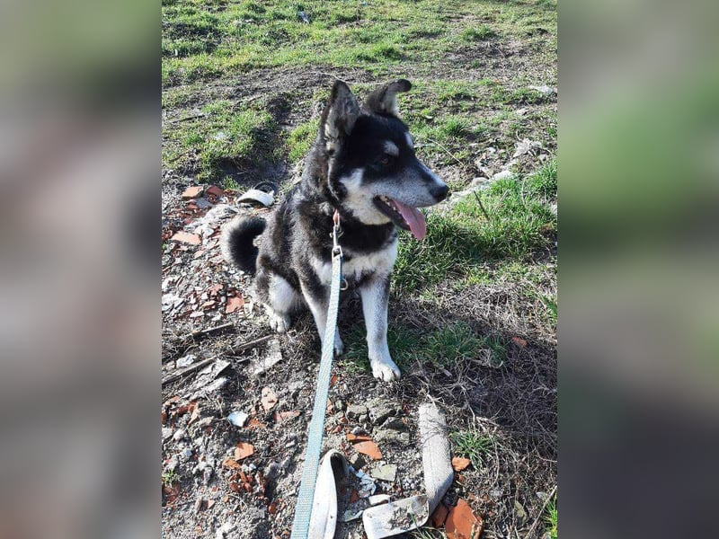 Thor, Huskymischlingsrüde sucht eigenen Wirkungskreis
