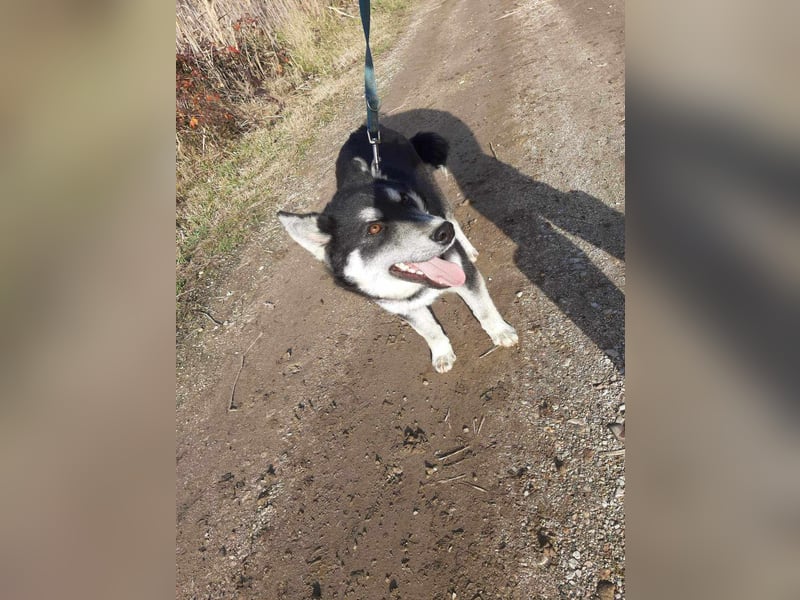 Thor, Huskymischlingsrüde sucht eigenen Wirkungskreis