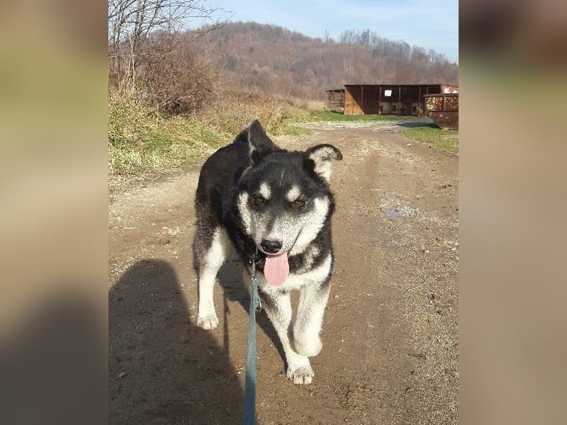 Thor, Huskymischlingsrüde sucht eigenen Wirkungskreis