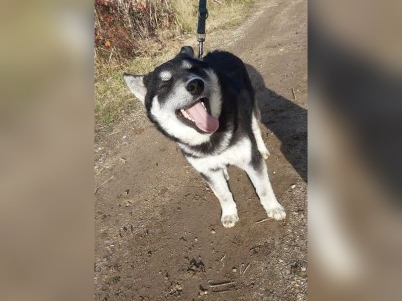 Thor, Huskymischlingsrüde sucht eigenen Wirkungskreis