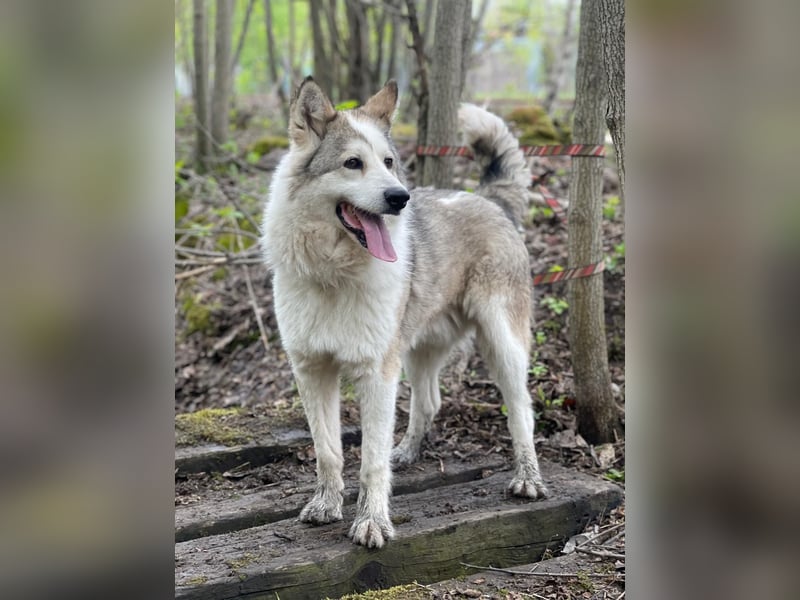 ALMAZ- sucht nette naturverbundene Familie