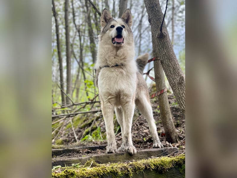 ALMAZ- sucht nette naturverbundene Familie