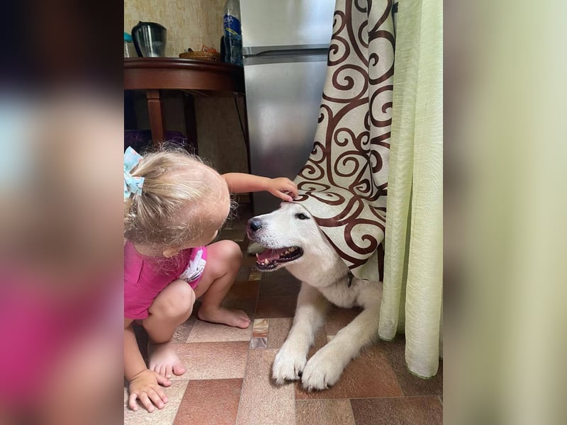 KRIT- perfekter Familienhund