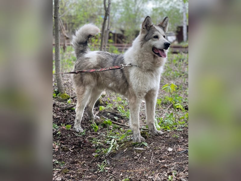 ALMAZ- sucht nette naturverbundene Familie