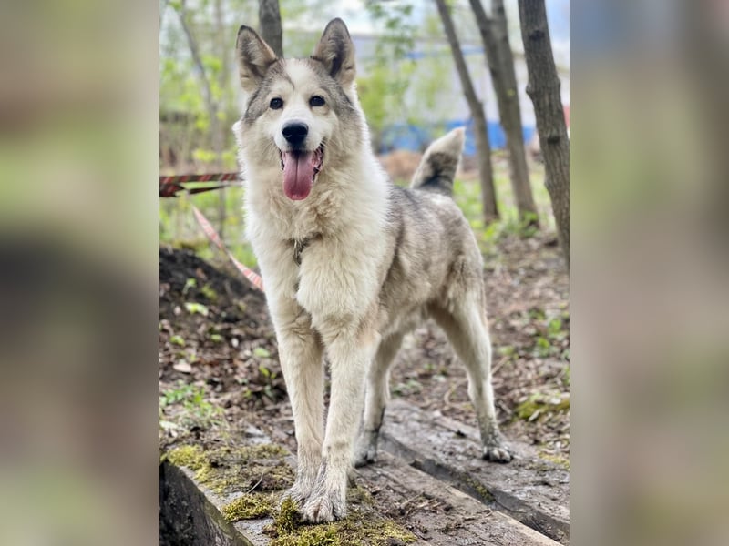 ALMAZ- sucht nette naturverbundene Familie