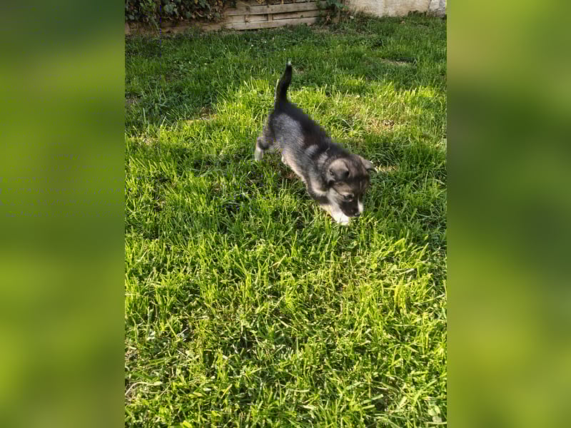 Husky x Mini Australian Shepard