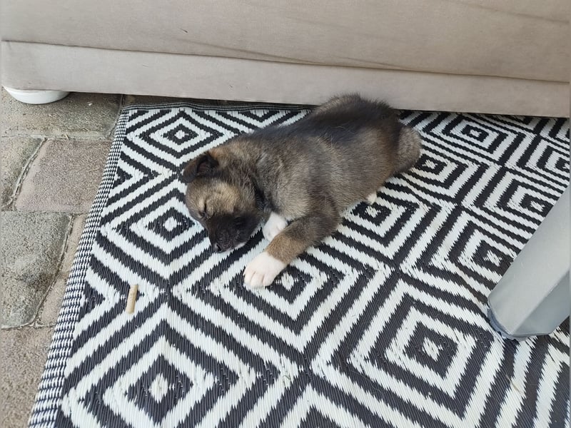 Husky x Mini Australien Shepard welpen