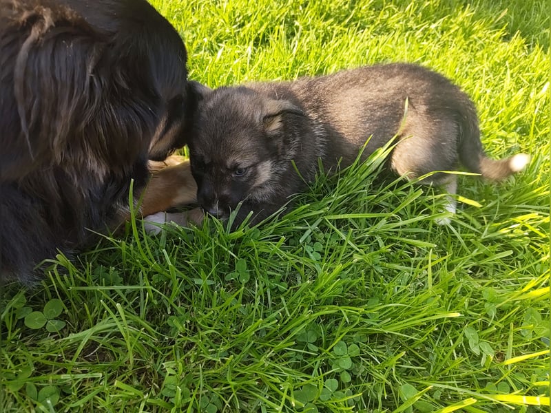 Husky x Mini Australien Shepard welpen