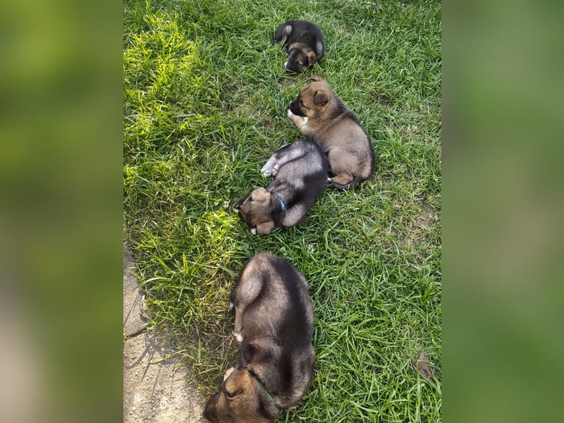 Husky x Mini Australien Shepard welpen