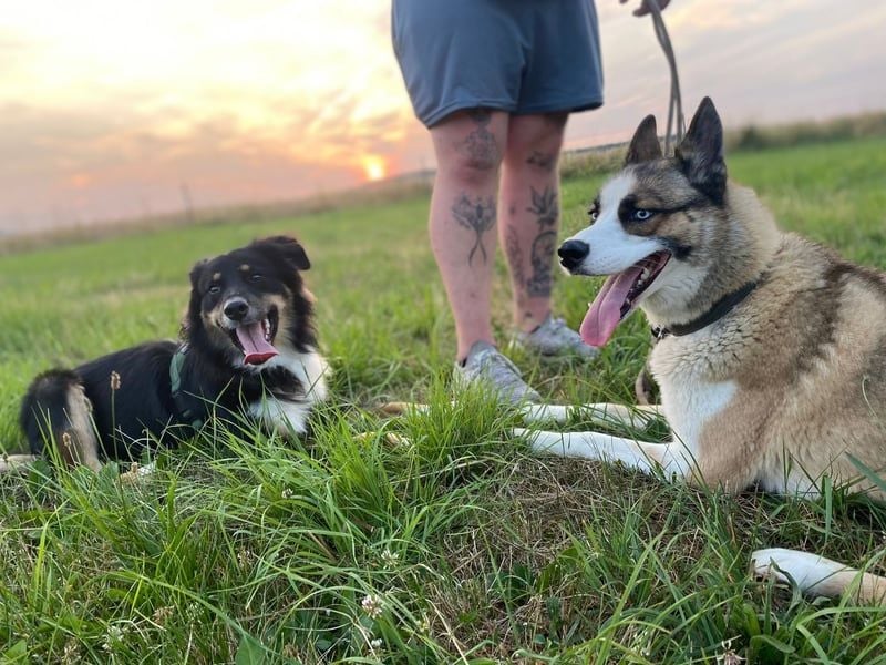 Husky x Mini Australien Shepard welpen