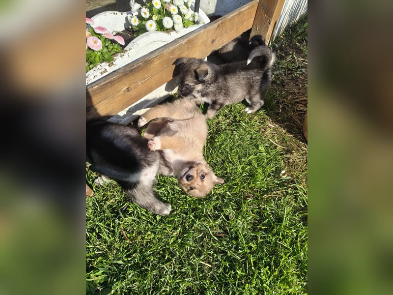 Husky x Mini Australian Shepard