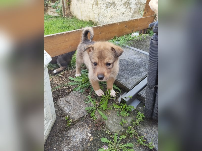 Husky x Mini Australian Shepard