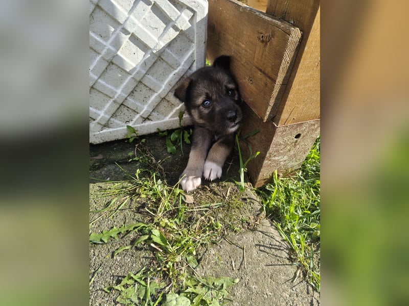 Husky x Mini Australien Shepard welpen