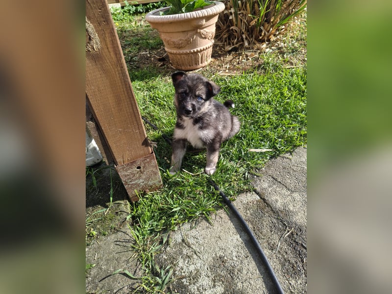 Husky x Mini Australien Shepard welpen