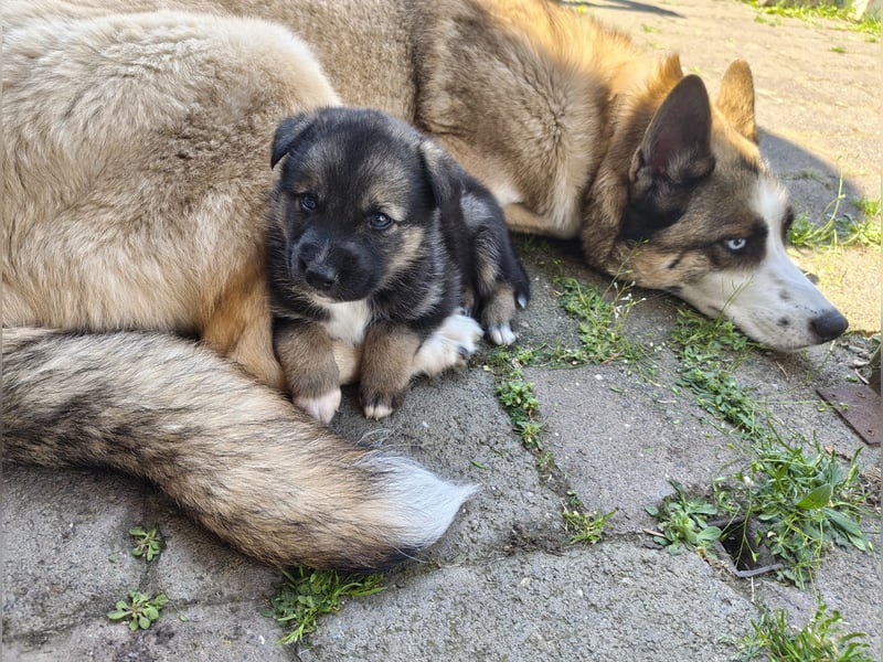 Husky x Mini Australian Shepard