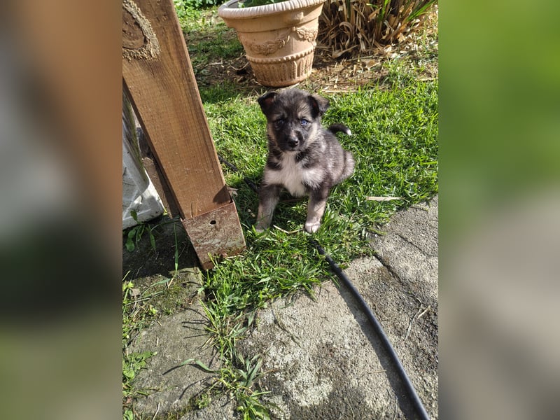Husky x Mini Australien Shepard welpen