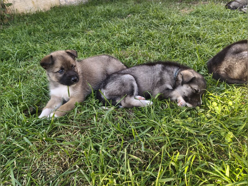Husky x Mini Australien Shepard welpen