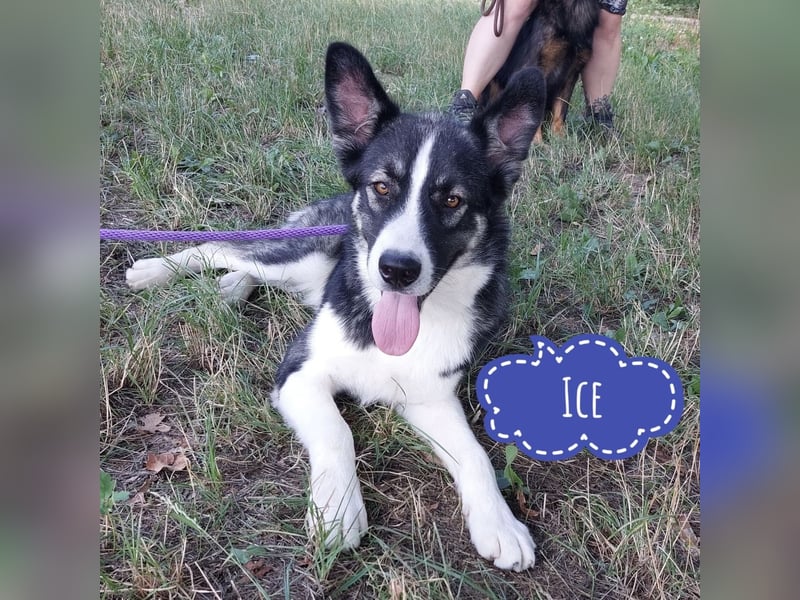 Ice ein warmherziger Schatz