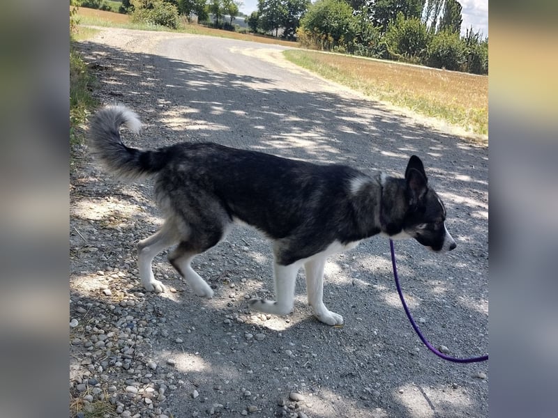 Ice ein warmherziger Schatz