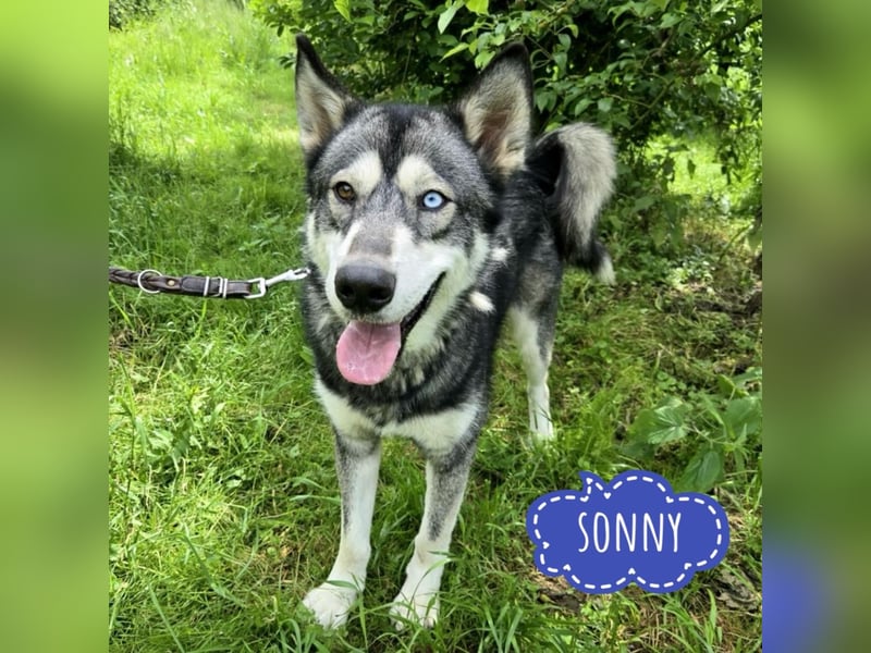 Sonny ein großer Schatz