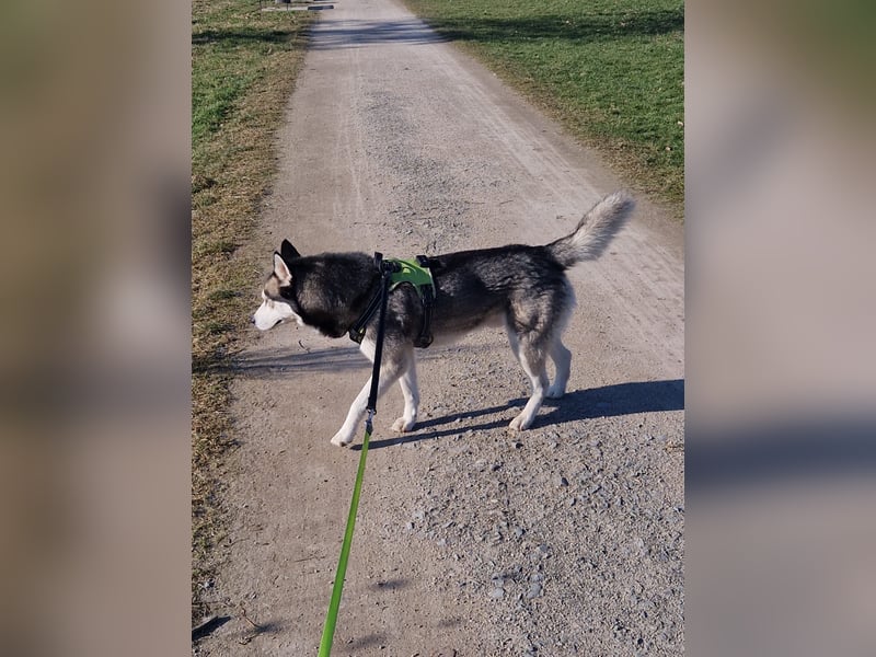 Siberian Husky Deckrüde