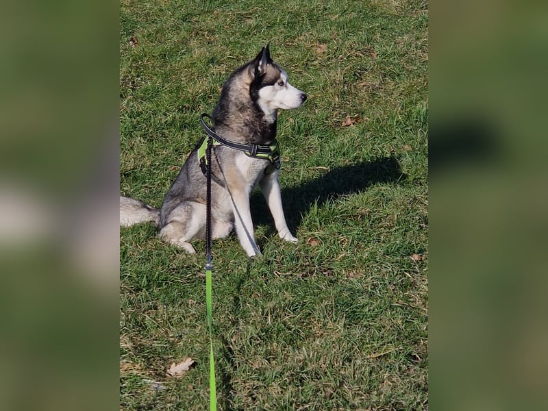 Siberian Husky Deckrüde
