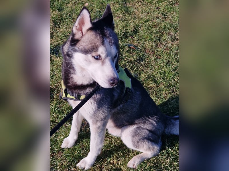 Siberian Husky Deckrüde