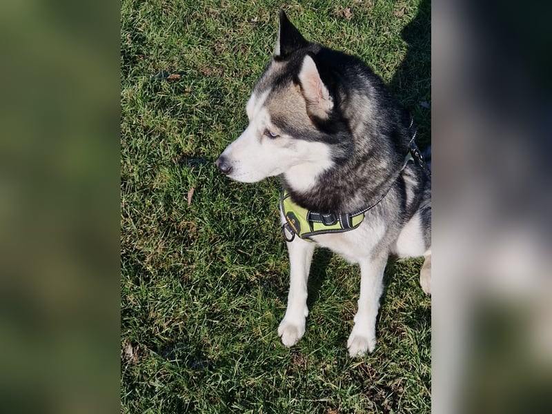 Siberian Husky Deckrüde