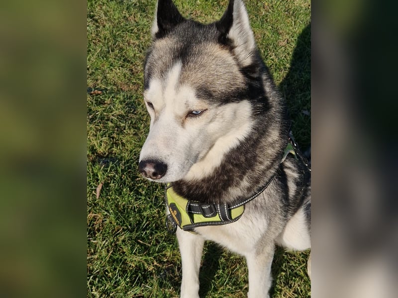 Siberian Husky Deckrüde