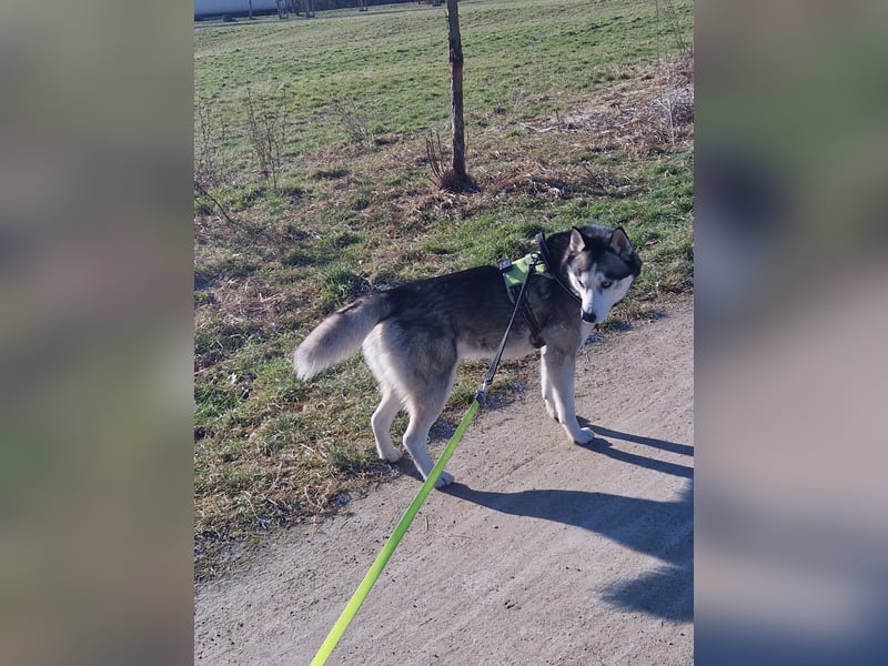 Siberian Husky Deckrüde