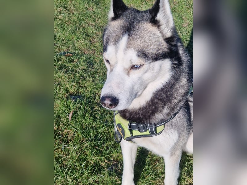 Siberian Husky Deckrüde